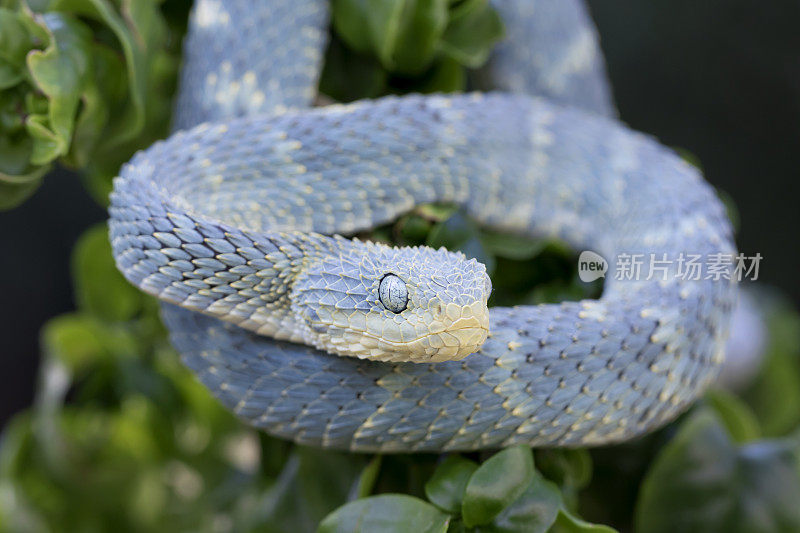 蓝色有毒的灌木蝰蛇(Atheris squamigera)盘绕在树